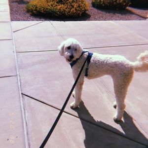 Meet your Posher, Carissa